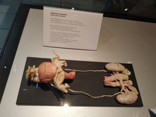 Wystawa BODY WORLDS – VITAL