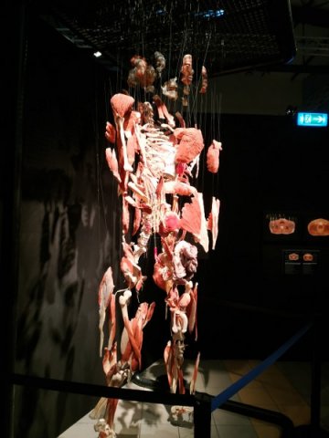 Wystawa BODY WORLDS – VITAL